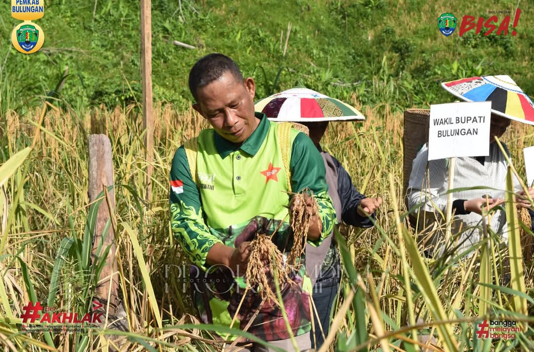 Desa Pejalin Sukses Panen Padi Gogo, Bupati Targetkan Luas Tanam 50 Hektare
