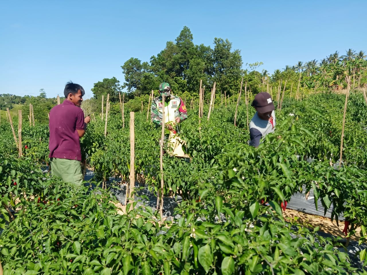 Teriknya Matahari Tak Menyurutkan Semangat Babinsa Tarakan Timur Dan Warga Memanen Cabai