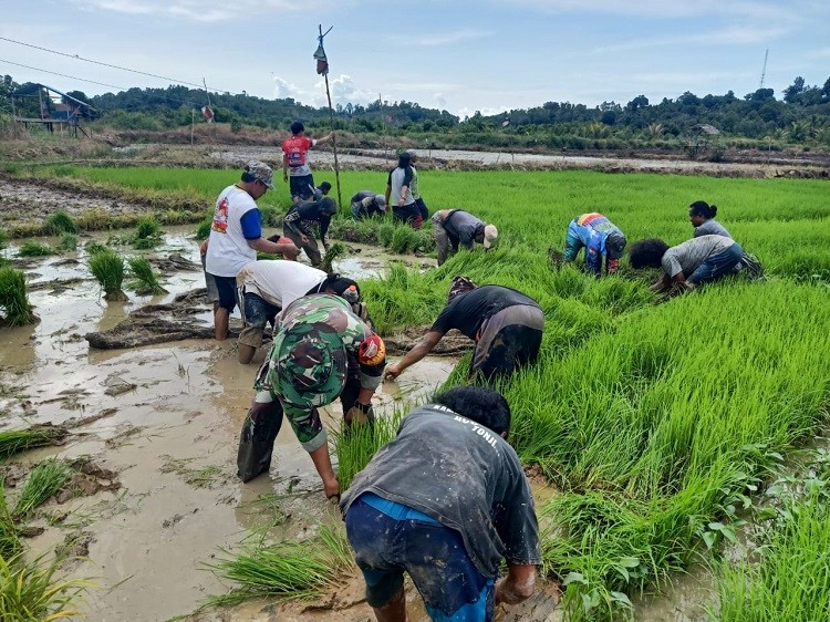 Beri Semangat Petani Binaan, Babinsa Koramil 0907/01 Tartim Terjun Bantu Bajak Sawah 
