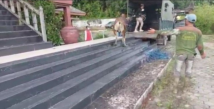 Pemilik Ternak Menjalani Sidang dan Denda 500 Ribu Rupiah 